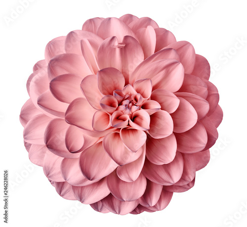 Stampa su tela pink  flower dahlia  on a white  background isolated  with clipping path