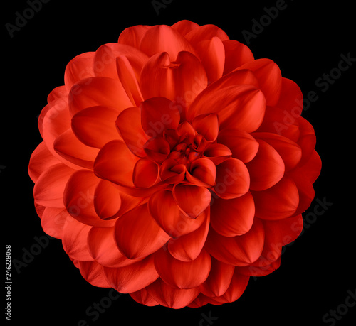 Fotografiet red  flower dahlia  on the black background isolated  with clipping path