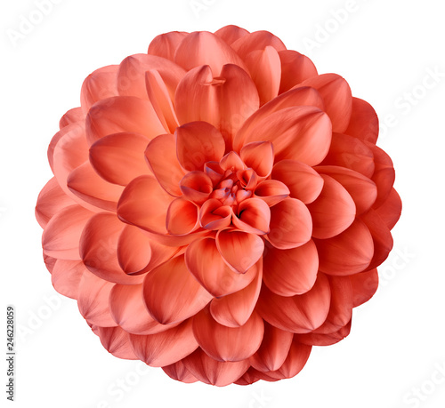 Fotobehang light red  flower dahlia  on a white  background isolated  with clipping path