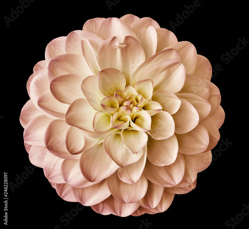 Photo white-pink flower dahlia  on the black background isolated  with clipping path
