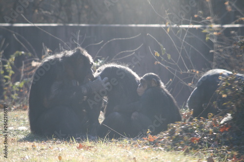 chimp family