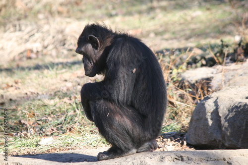 lonely chimp