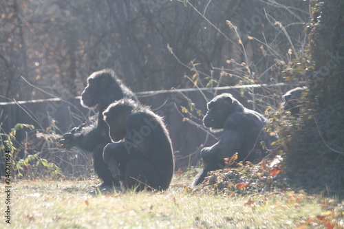 chimp family