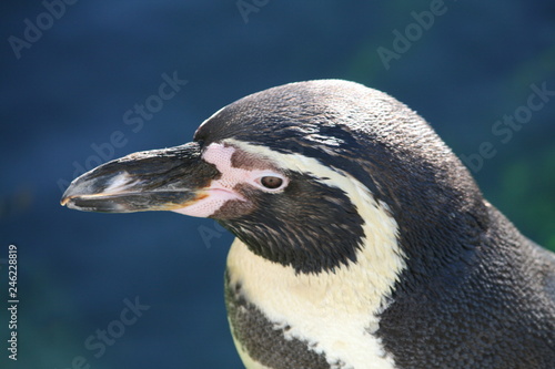 penguin close up
