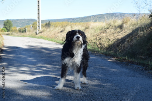 Chien