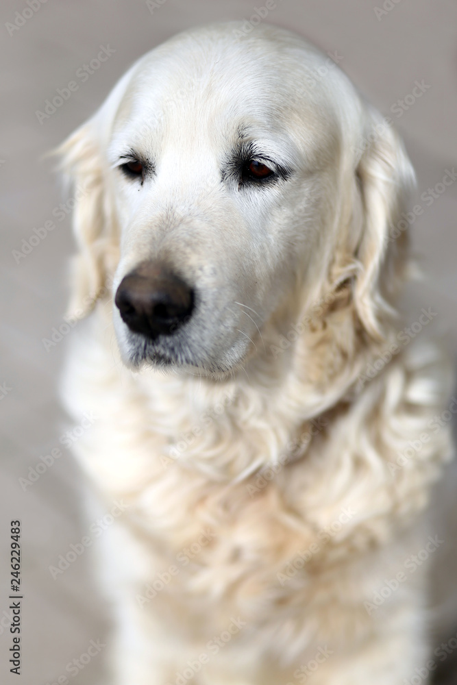 Old golden retriever pedigree dog looking against natural background Old golden retriever pedigree dog looking against natural background