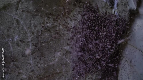 A swarm of sand flies inside a dark cave fly away in a swarm. photo