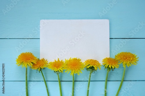 Dandelion flower. Spring Flat lay.Spring to-do list.Yellow dandelion and blank notepad on  blue board background. Spring season