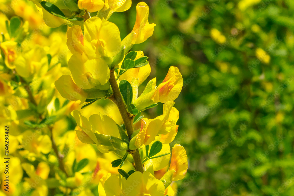 yellow flowers on a bush branch. Cytisus scoparius, the common broom or Scotch broom. copy space yellow flowers on a bush branch. Cytisus scoparius, the common broom or Scotch broom. copy space