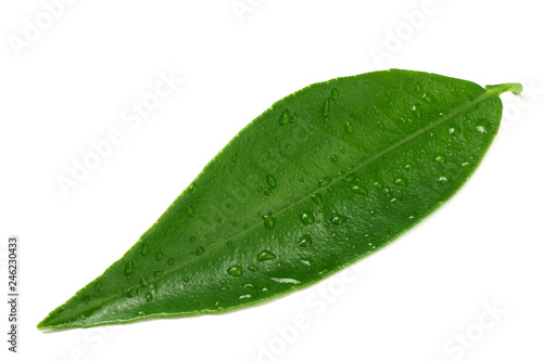 citrus leaves isolated on white background.