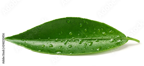 citrus leaves isolated on white background.