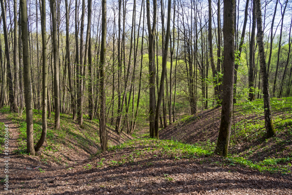 Obraz premium A small ravine in the spring forest.