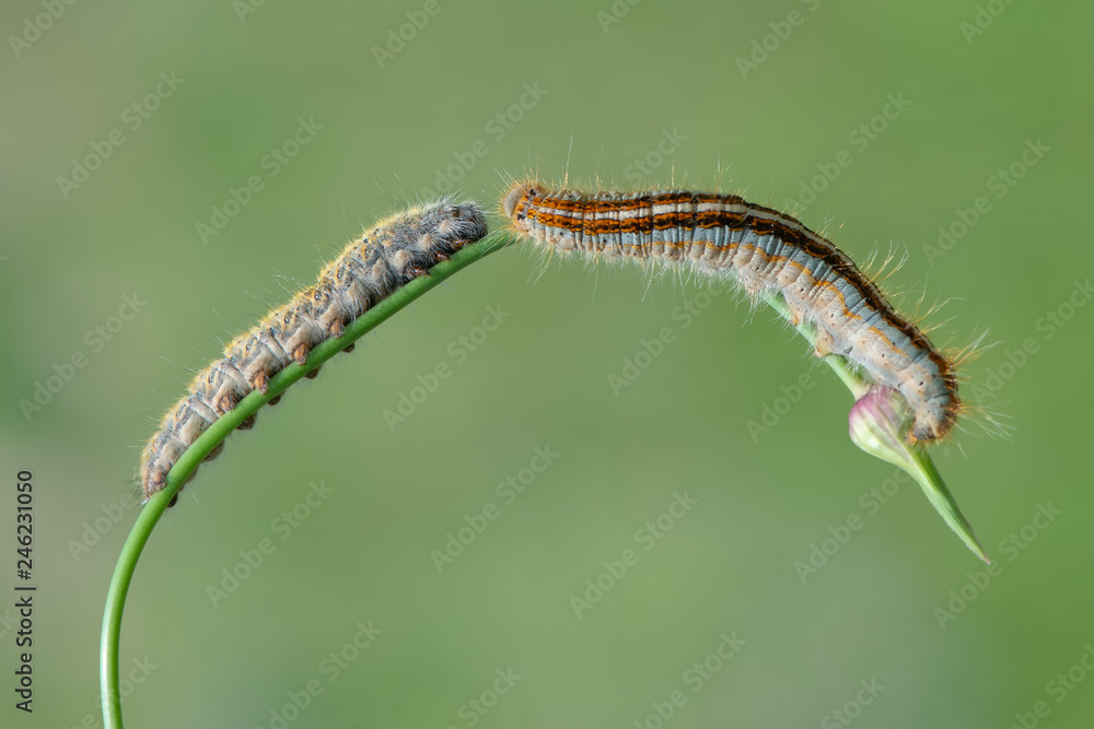 Fototapeta premium caterpillar on leaf