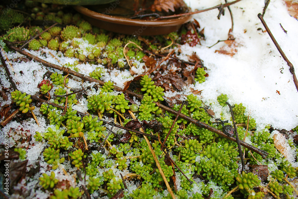 Obraz premium Green plant with snow