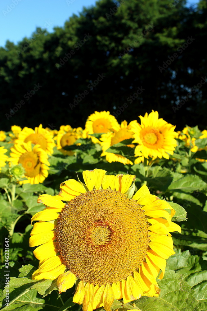 Obraz premium field of sunflowers, sunflowers, plant, flowers,flower blossom