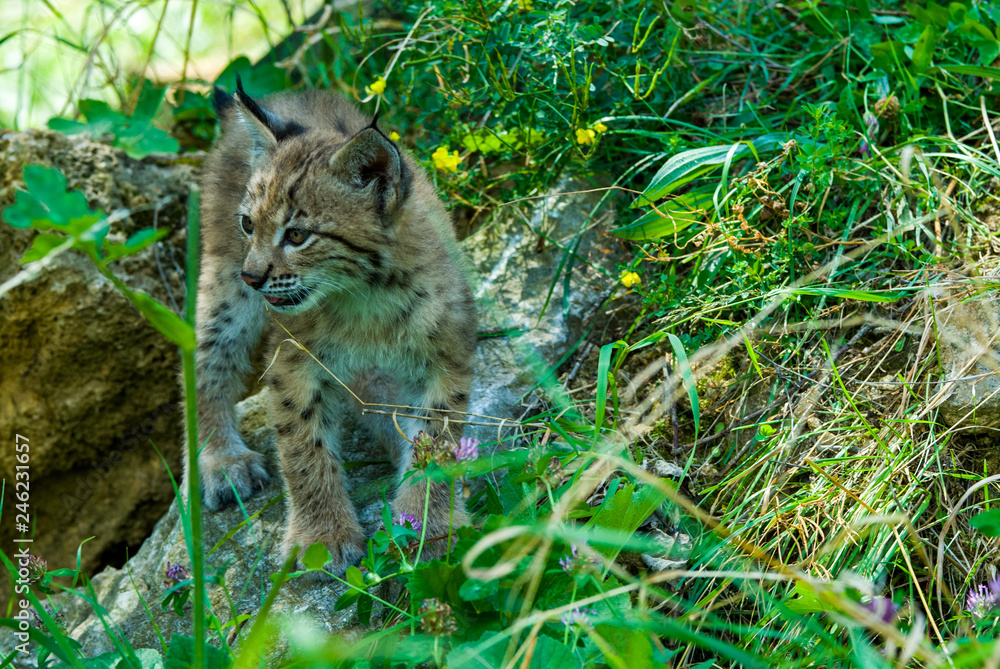 Naklejka premium Young lynx