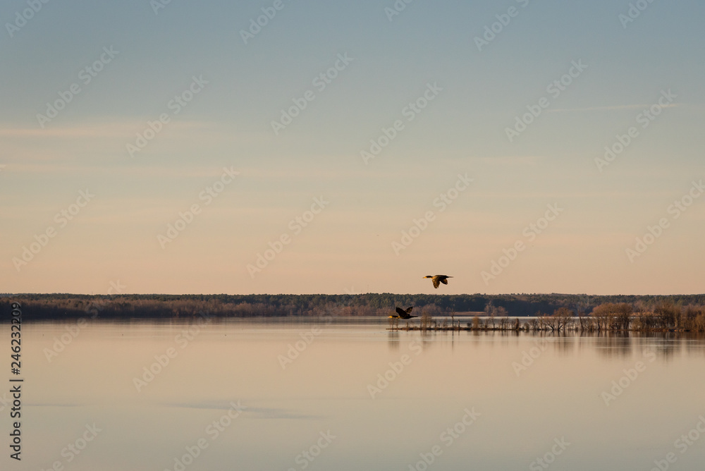 Cormorant Duo Flying at Sunset over Lake in Winter