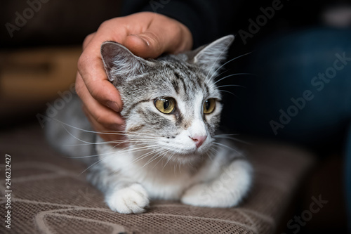 man hand cat © Daniel