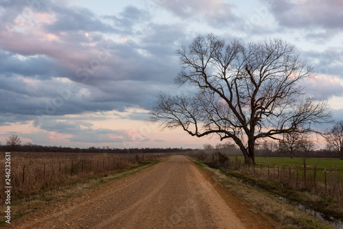 Twilight Colors and Large Bare Tree by Country Road
