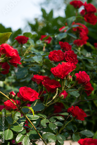 Closeup Climbing Red Roses on Sunny Day