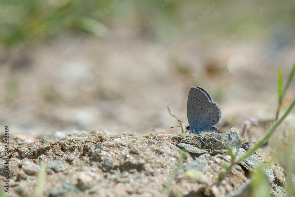 Fototapeta premium Lycaenidae / Mavi Osiris / / Cupido osiris