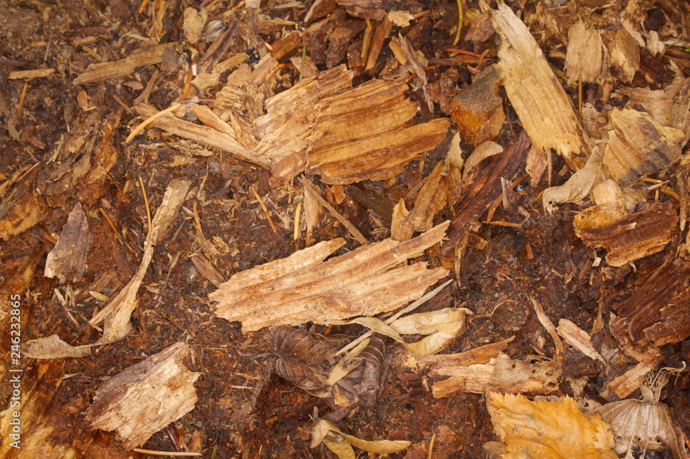 Background of autumn leaves