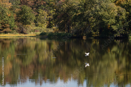 White Egret Flying Among Green Reflections