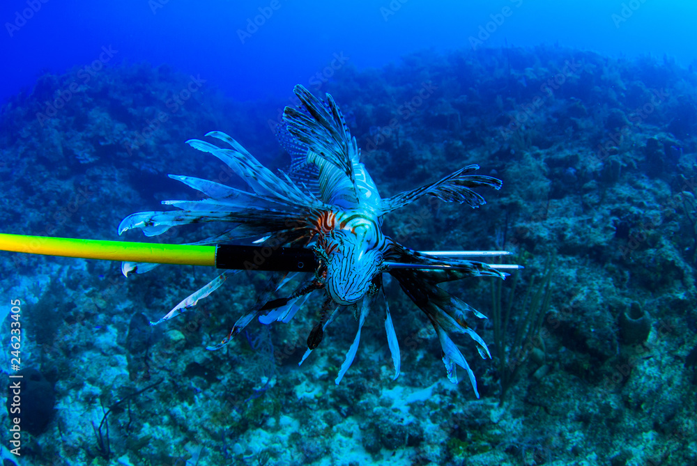 An invasive lionfish has been shot with a Hawaiian sling spear. Scuba  divers are encouraged to