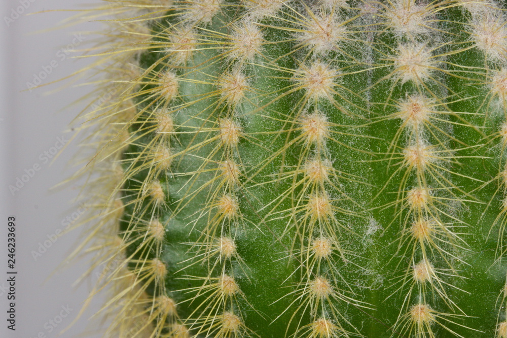 Prickly cactus, close up.