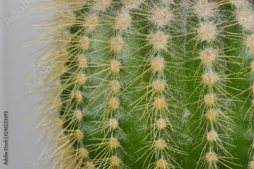 Prickly cactus, close up.