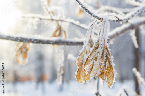 Maple branch in frost at winter © Тищенко Дмитрий