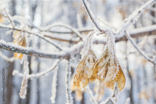 Frozen maple seeds © Тищенко Дмитрий