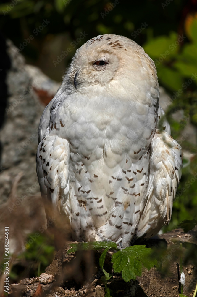 Fototapeta premium Snowy owl. Latin name - Bubo scandiacus