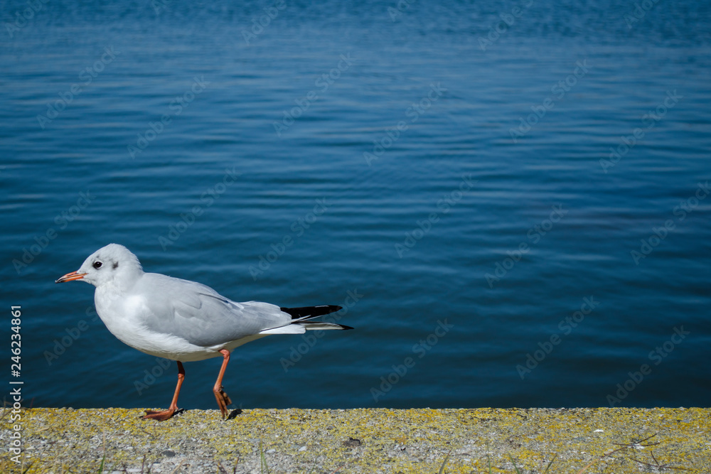 Fototapeta premium A lone seagull walks along a concrete parapet near the lake.