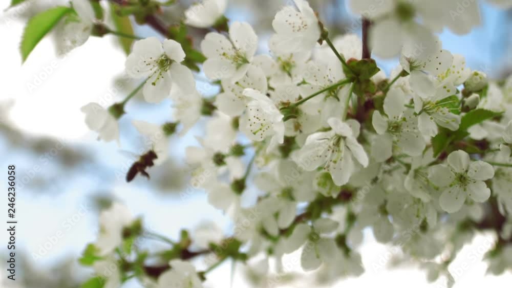Bee flying collecting pollen from a cherry tree flowers on a sunny day and warm weather with a blue sky in slow motion Bee flying collecting pollen from a cherry tree flowers on a sunny day and warm weather with a blue sky in slow motion