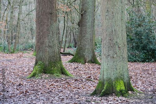 Woodland Trio Of Trees