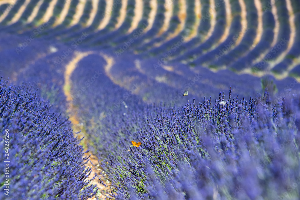 Naklejka premium Lavender 21