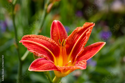 Orange Blume im Garten