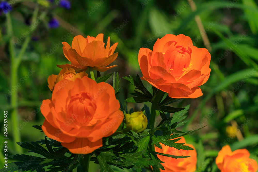 Magnificent orange flower. Trollius Asiaticus with copy space on greenery . Close-up Magnificent orange flower. Trollius Asiaticus with copy space on greenery . Close-up