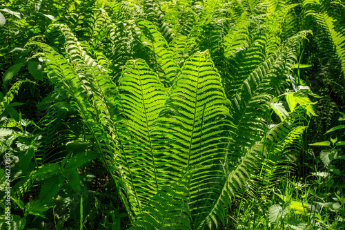 beautiful bush fern in the forest. Background Texture