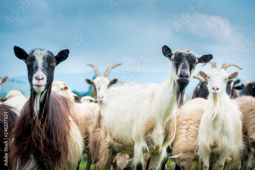 portrait of domestic goat