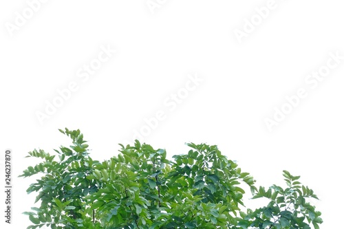 Top view a tropical tree leaves with branches on white isolated background for green foliage backdrop 