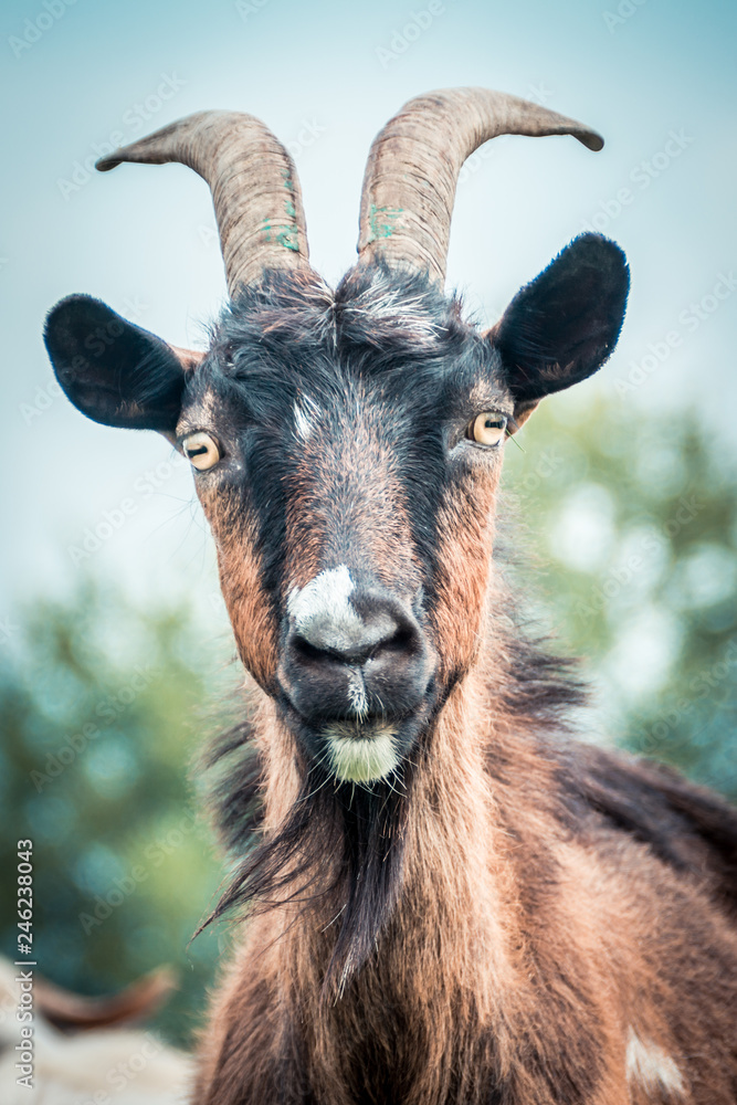 portrait of domestic goat portrait of domestic goat