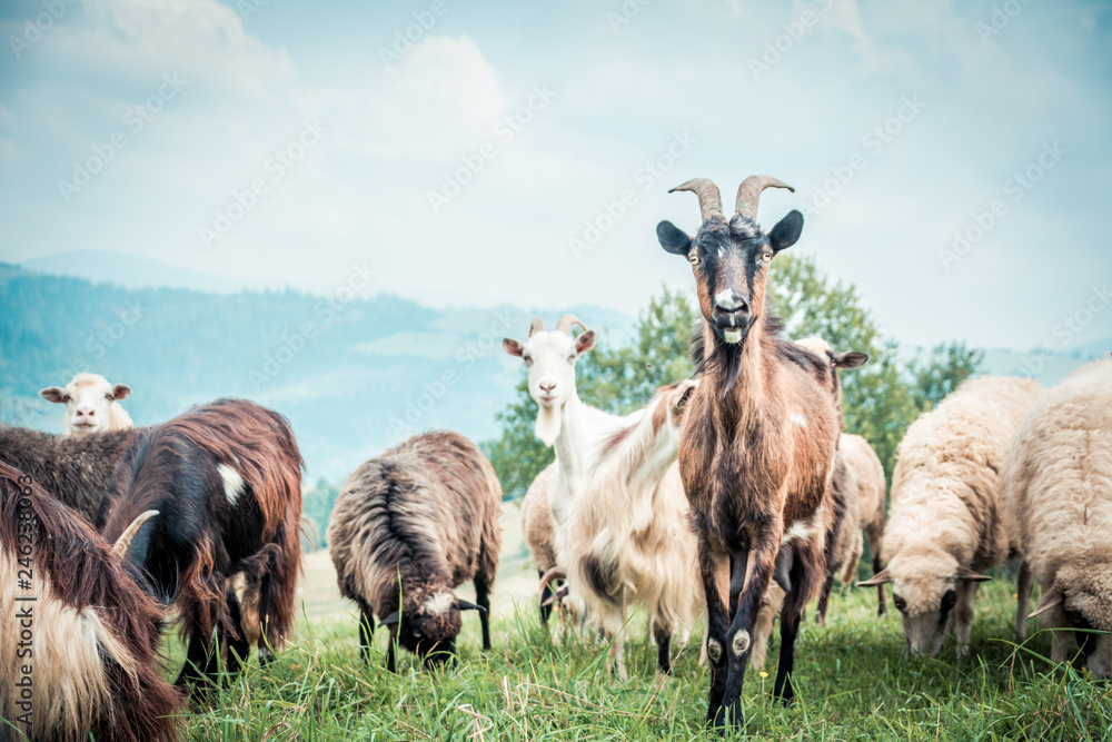 Obraz premium portrait of domestic goat