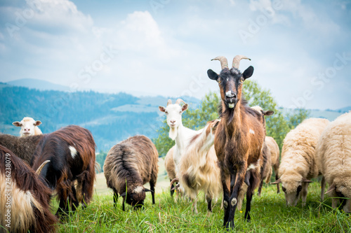 Fotomurale portrait of domestic goat