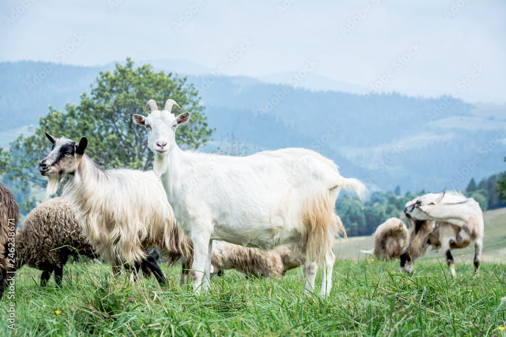 portrait of domestic goat