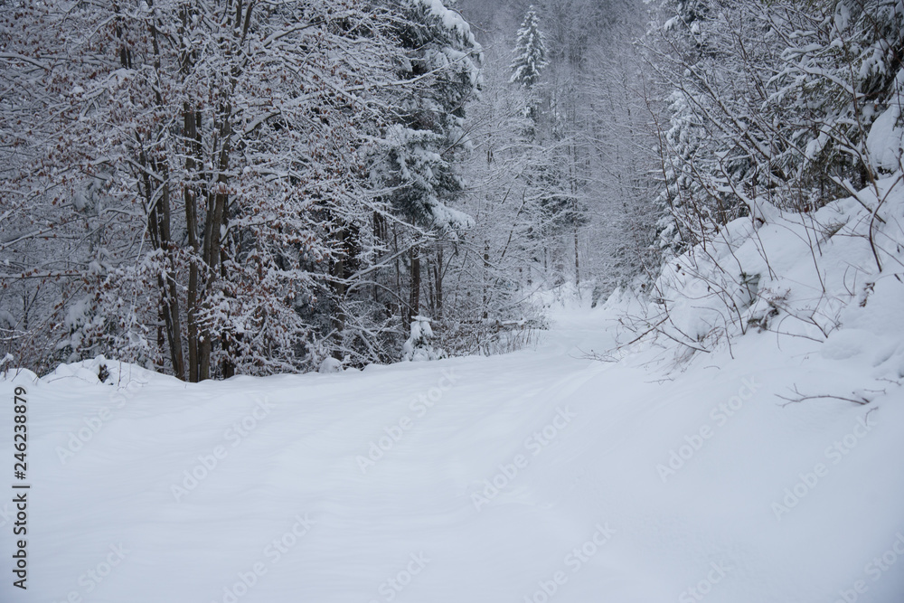 Snow covered trees in the winter forest Snow covered trees in the winter forest