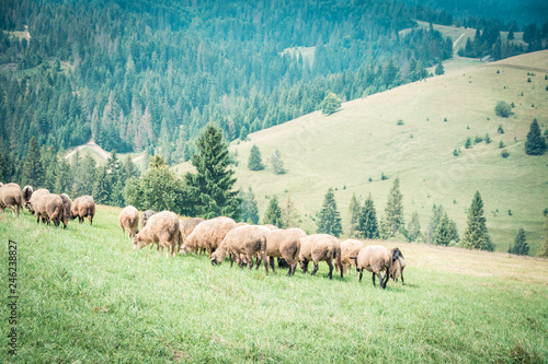 sheeps and goats on the pasture