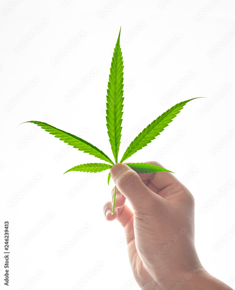 green marijuana leaf young plant in hand green marijuana leaf young plant in hand