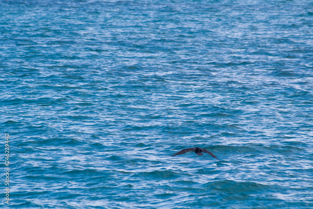 Fototapeta premium Pájaro volando en el mar